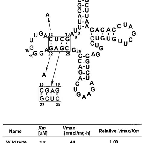 Mutations Introduced Into TRNA Ser CGA This TRNA Has One Nucleotide