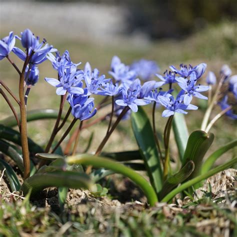 Cebulica dwulistna Scilla bifolia opis wygląd wymagania uprawa i