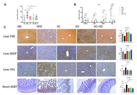 Vc And Vd Attenuated Bile Acid Metabolism Dysfunction In The