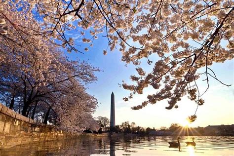 2024 (Washington DC) Washington: Cherry Blossom Tour - Tripadvisor