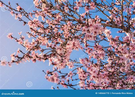 Close Up Of Flowering Almond Trees Beautiful Almond Blossom On The