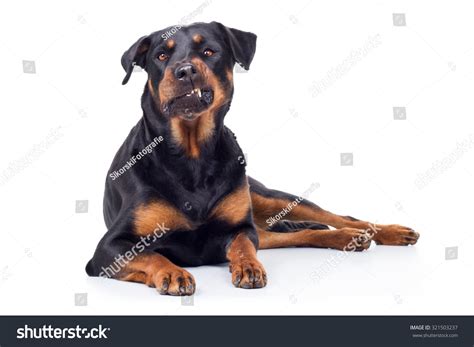 Rottweiler Dog Gnash Teeth Stock Photo 321503237 : Shutterstock