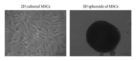 Morphology And Paracrine Secretions Of Human Adipose Derived MSCs A