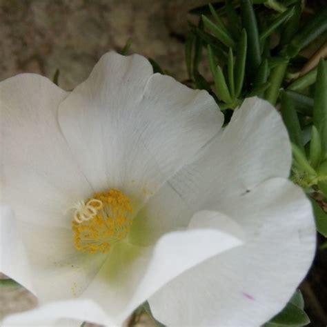 Jual Moss Rose Portulaca Krokot Giant Grandiflora WHITE Kab Kutai