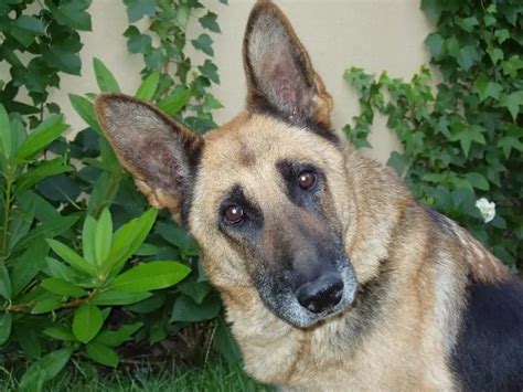 German Shepherd Coyote Mix - Complete Guide - Canine HQ