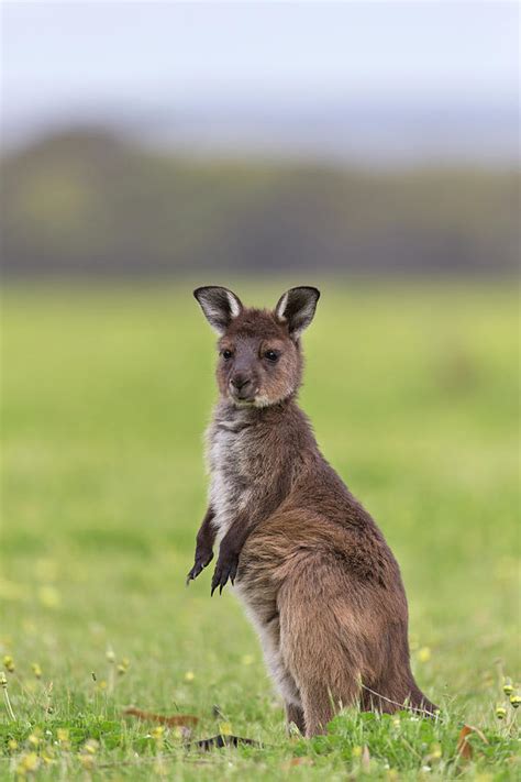 Cute Joey Kangaroo