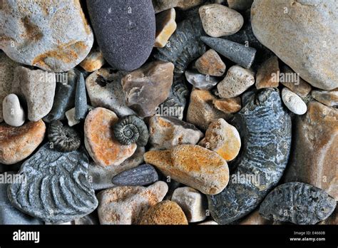 Fossils Of Belemnites And Ammonites On Shingle Beach Near Lyme Regis