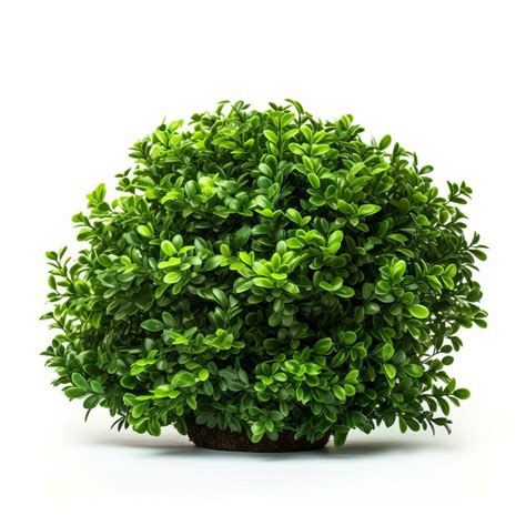 Green Bush Isolated Illustration 23458263 Stock Photo At Vecteezy