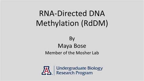 Rna Directed Dna Methylation Rddm By Maya Bose Youtube