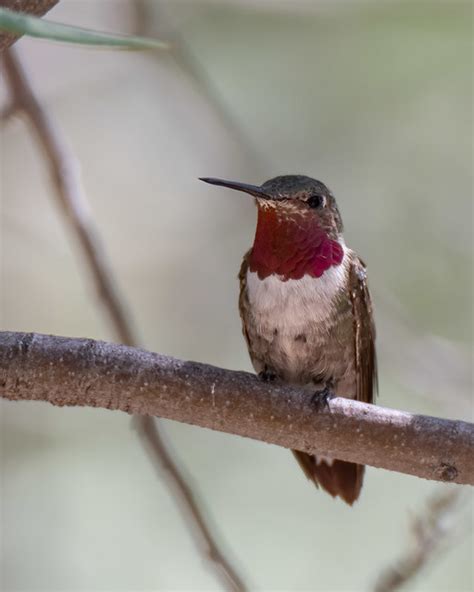 Broad Tailed Hummingbird At Beattys Guest Ranch In Miller Flickr