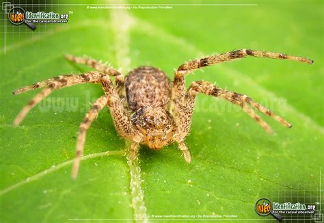 Running Crab Spider