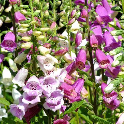 Digitalis purpurea 'Excelsior Hybrids' - Dorset Perennials | Digitalis ...
