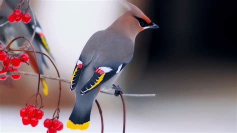 Fond D Cran Des Oiseaux Animaux La Nature Rouge Baies Le Bec