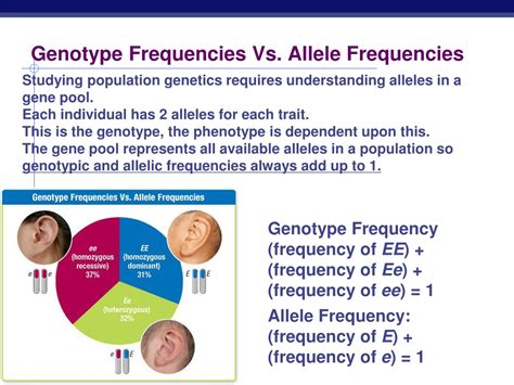 Ppt Measuring Evolution Of Populations Hardy Weinberg Powerpoint