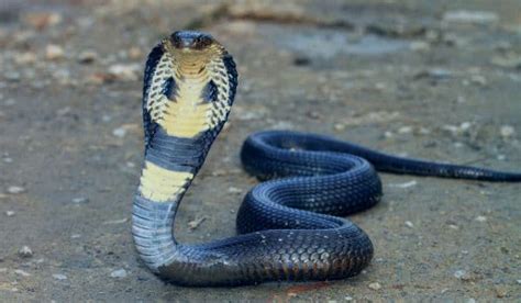 Cobra Animal Caracteristicas Especies Hábitat Y Alimentación