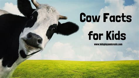 How Many Teeth Do Cows Have