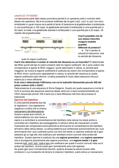 Biologia Molecolare Lez Prof Siculella Lezione La