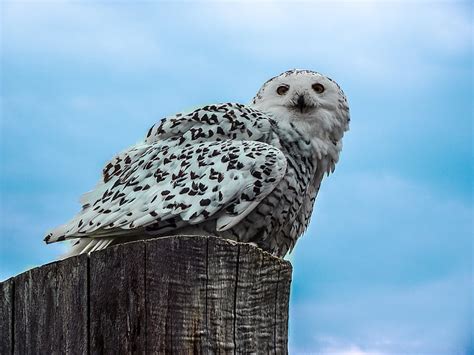 Free photo: eagle owl, owl, bird, animal, eurasian eagle european owl ...