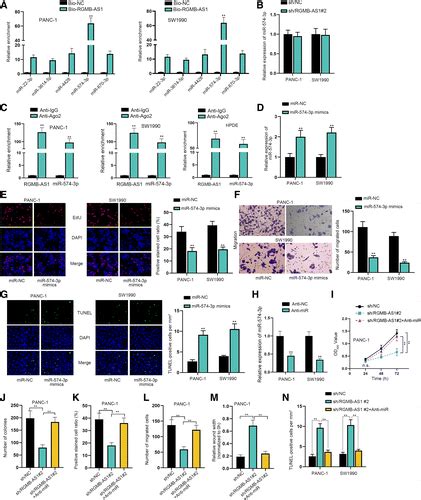 LncRNA RGMB AS1 Facilitates Pancreatic Cancer Cell Proliferation And