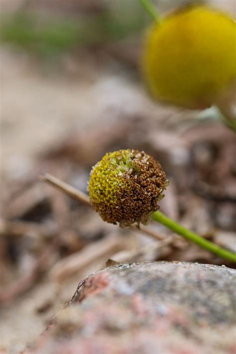 Bloem Natuur Plantkunde Gratis Foto Op Pixabay Pixabay