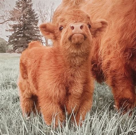 Cutest Highland Calf I Need One Of These In My Life Photo Via