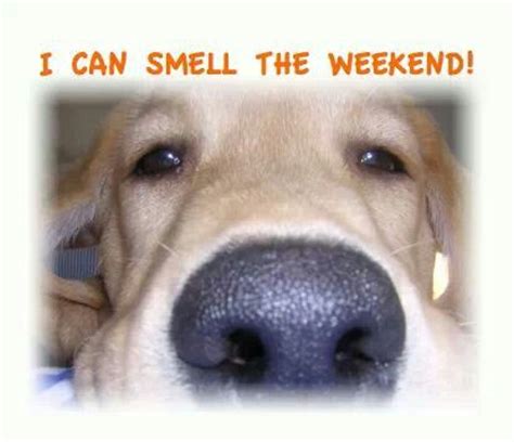 I Can Smell The Weekend Goede Morgen Pinterest The Weekend And