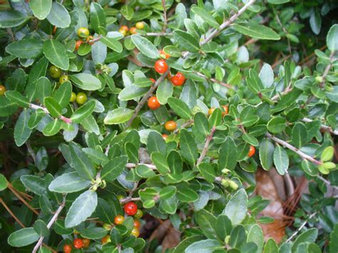 Ilex Vomitoria Taylors Rudolph Yaupon North Carolina Extension