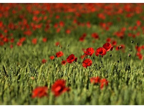 Red Poppy Flower Spiritual Meaning You Probably Didn’t Know - Harvest Indoor