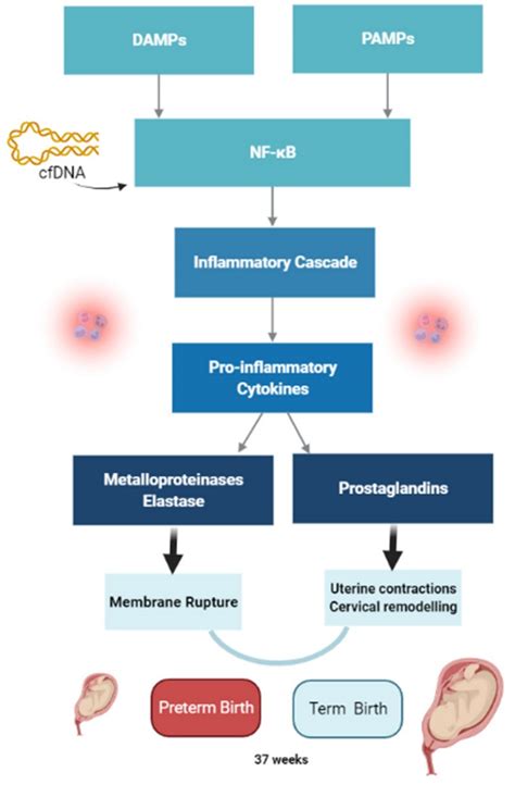 Reprod Med Free Full Text Inflammation And Preterm Birth A