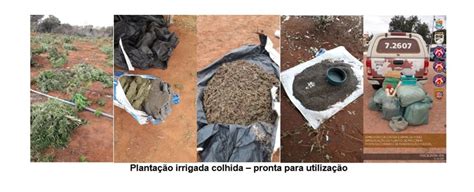 Polícia prende grupo que cultivava maconha em fazendas na Bahia