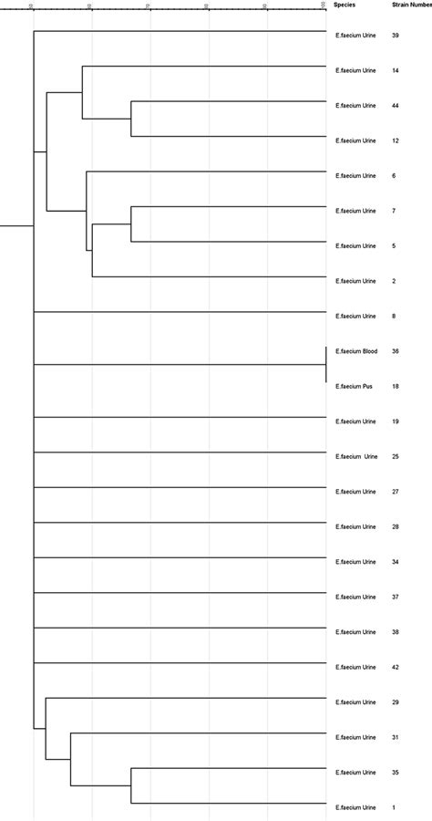 Upgma Based Dendrogram Generated From Rapd Pcr Profiles Of High Level