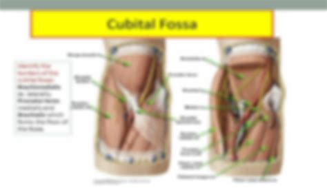 SOLUTION Cubital Fossa Anatomical Snuff Box Studypool