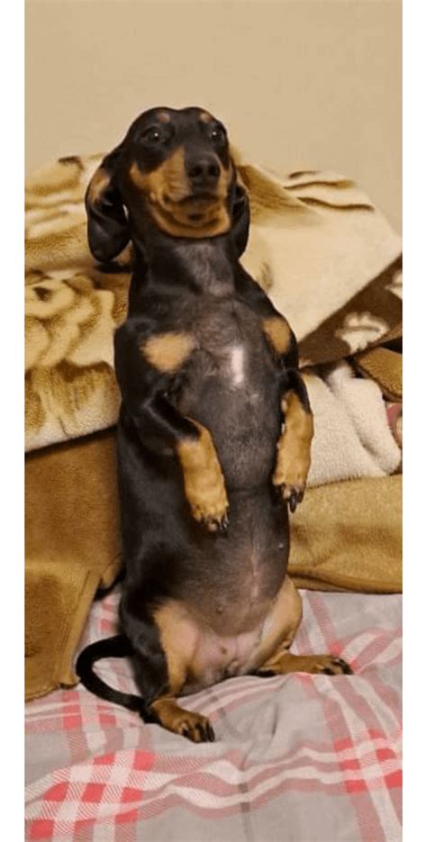 Miss Pepo We Are Aware That She S Fat And We Are Working On It R Dachshund