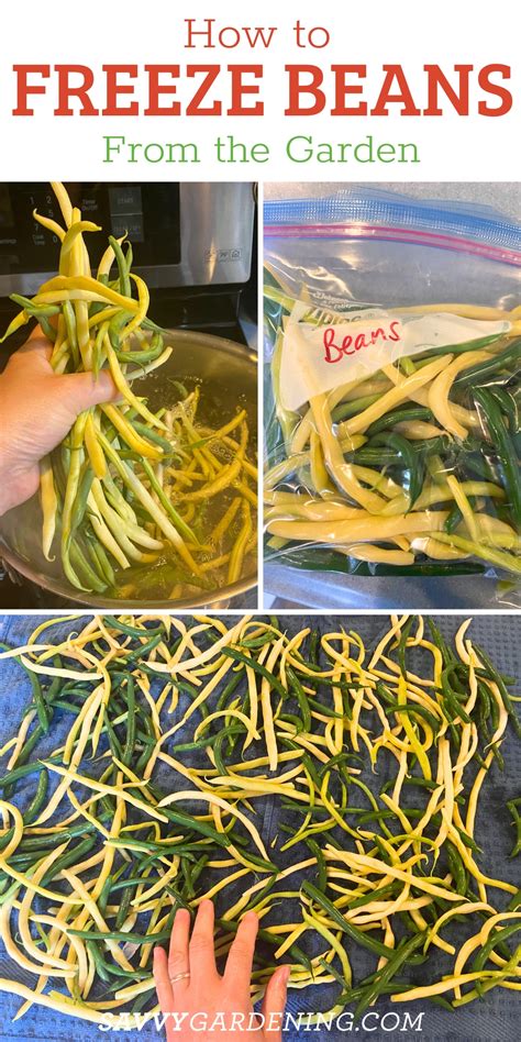 How to Freeze Green Beans from the Garden