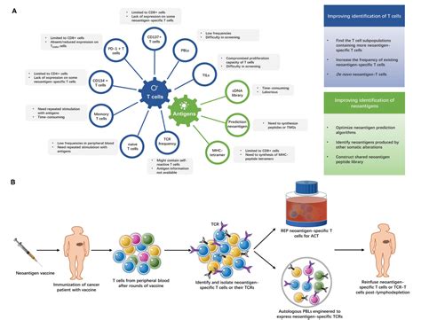 Figure 2 From The Ways Of Isolating Neoantigen Specific T Cells