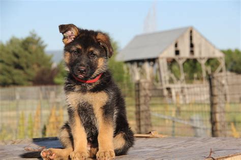 Why Do German Shepherd Puppies Ears Flop? - ShepherdPedia