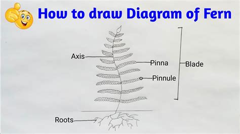 How To Draw Diagram Of Fern Plant How To Draw Ferns Step By Step