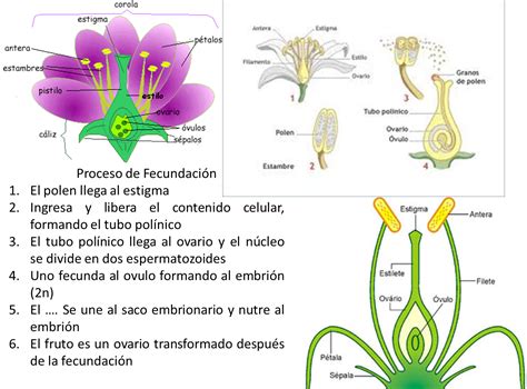 Estructura De Una Flor Imagui