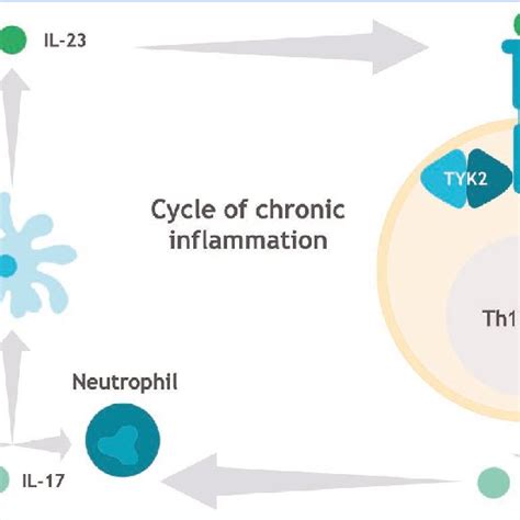 Action Of Deucravacitinib In Inflammatory Bowel Diseases Ibd