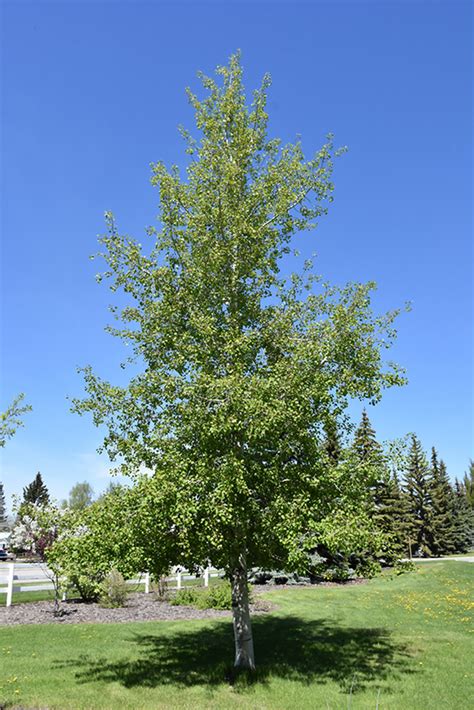 Quaking Aspen Populus Tremuloides In Inver Grove Heights Minnesota