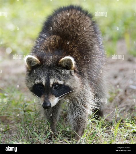 Raccoon Hi Res Stock Photography And Images Alamy