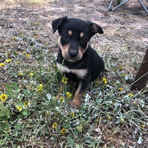 Working kelpie pups | Livestock - Dogs For Sale