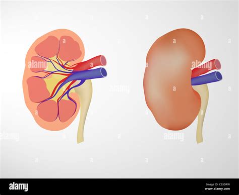 Anatomia Dei Reni E Delle Ghiandole Surrenali Immagini E Fotografie