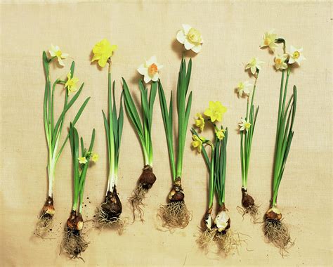 Daffodil Blooms And Bulbs Photograph by Lisa Hubbard - Fine Art America