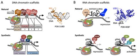 Scaffolding Of Chromatin Proteins On Dna Or Rna A Natural Polycomb