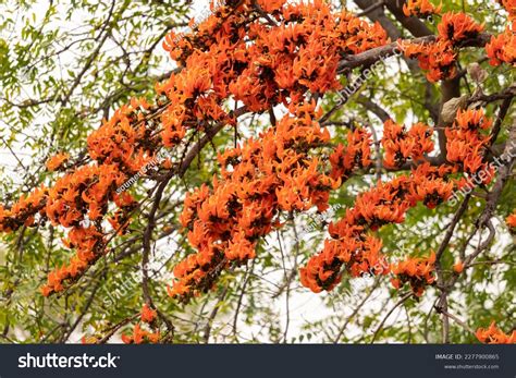 Blooming Colorful Palash Flower Tree Spring Stock Photo 2277900865
