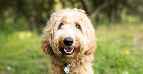 Best low shedding dogs with best temperament
