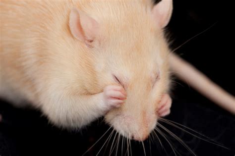 Cognition And Behavior Serotonin Pathway Affects Mouse Behavior