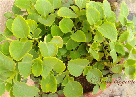 Karpooravalli Ajwain Leaves Thuvaiyal