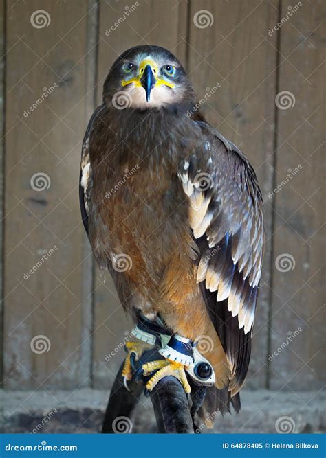 Kite Hawk Falcon Stock Image Image Of Majestic America 64878405